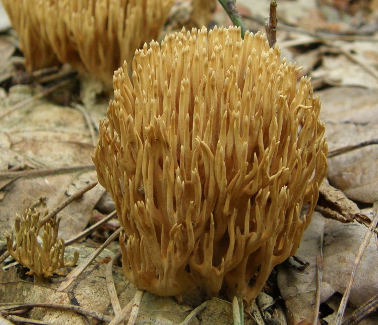 Рогатик Інвала або ялинкова або рамарія звичайна - Clavariella eumorpha P. Karst